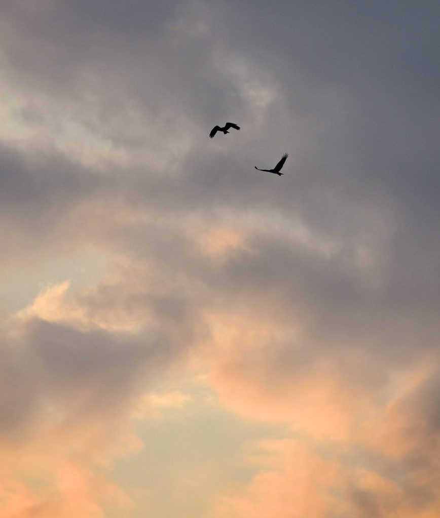 Two birds flying at dawn