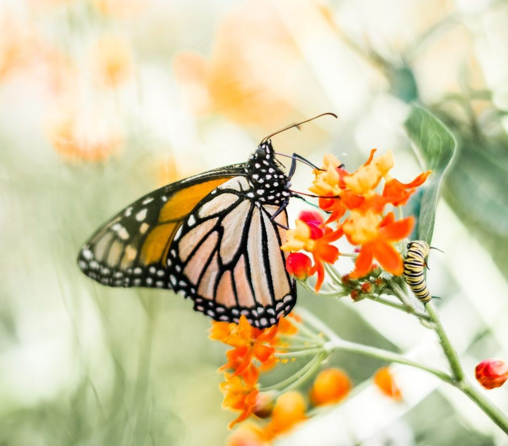 A monarch butterfly