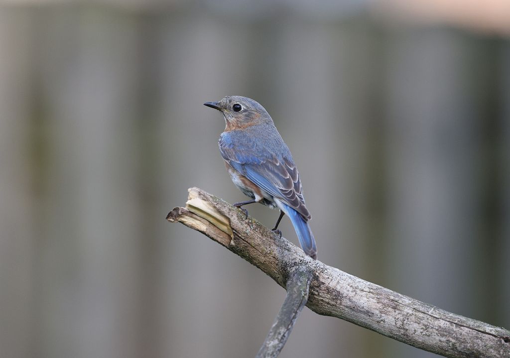 Bluebird on a branch